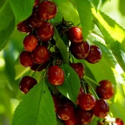 Cherry 'Merchant'