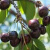 Cherry 'Sasha' -plant store pl2000047665