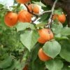 Apricot 'Alfred' -plant store pl2000047671
