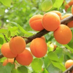 Apricot 'Early Moorpark'