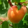 Apricot Flavorcot ('Bayoto') (PBR) -plant store pl2000047673