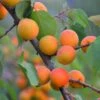 Apricot 'Golden Glow' -plant store pl2000047674