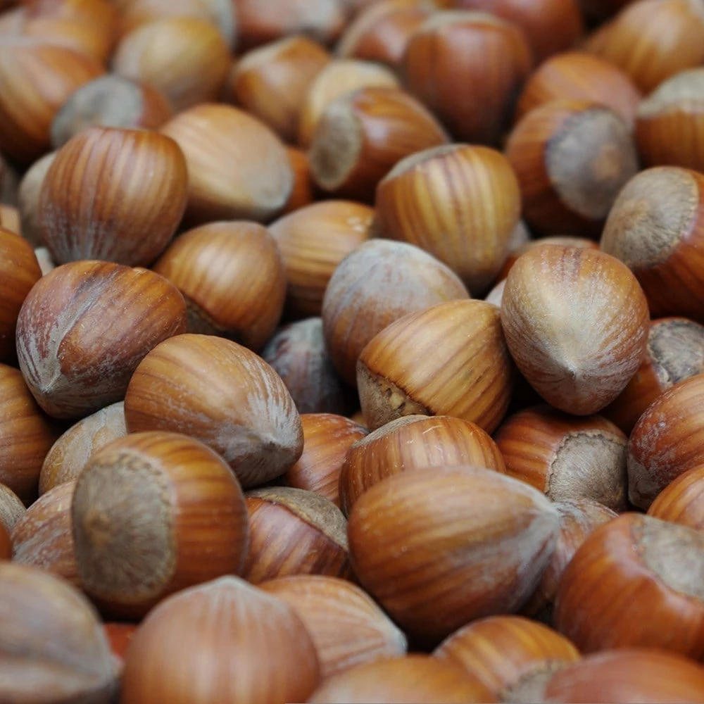 Cobnut 'Hall's Giant' 4 Cobnut 'Hall's Giant' - Image 2