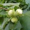 Cobnut 'Pearson's Prolific' 1 Cobnut 'Pearson's Prolific' -plant store pl2000047694