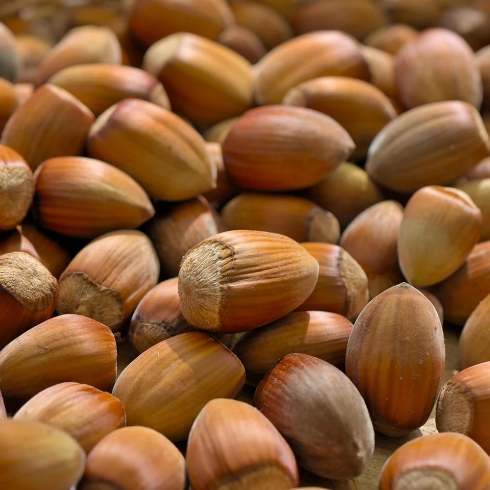 Cobnut 'Pearson's Prolific' 4 Cobnut 'Pearson's Prolific' - Image 2