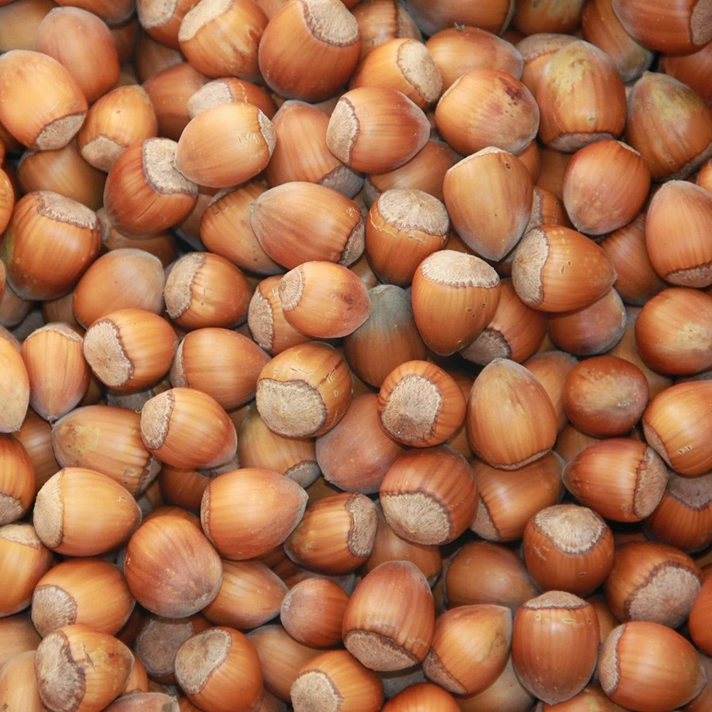 Cobnut 'Purple Filbert' 4 Cobnut 'Purple Filbert' - Image 2