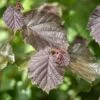 Cobnut 'Rote Zellernuss' -plant store pl2000047696