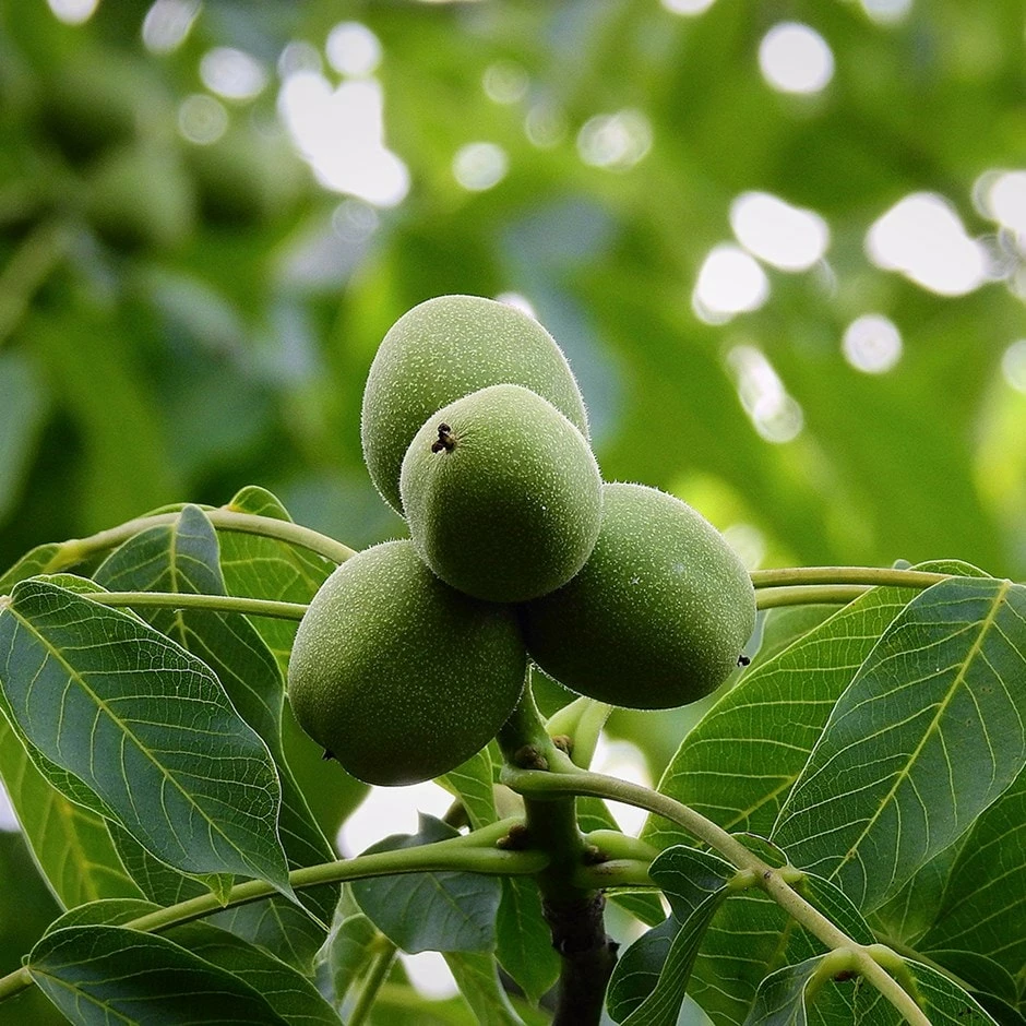 Walnut 'Buccaneer' 3 Walnut 'Buccaneer'