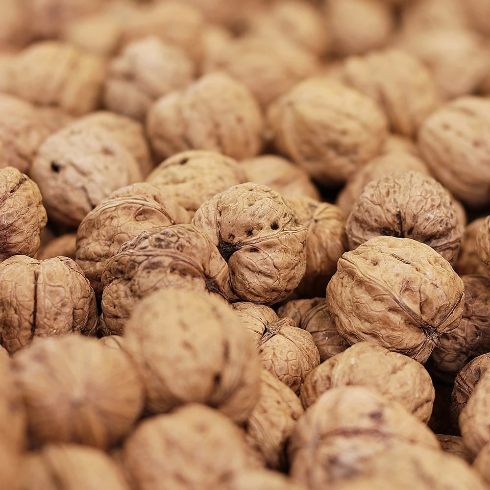 Walnut 'Buccaneer' 4 Walnut 'Buccaneer' - Image 2