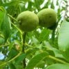 Walnut 'Europa' -plant store pl2000047700
