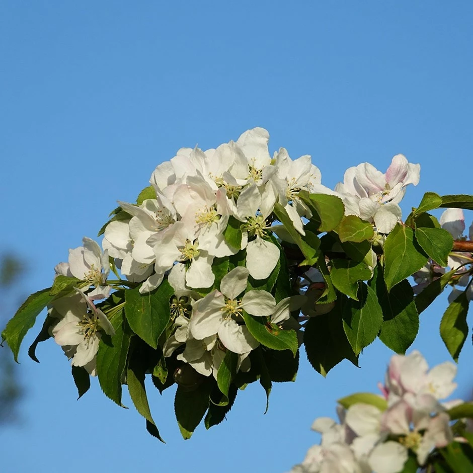 Malus 'Montreal Beauty' 3 Malus 'Montreal Beauty'
