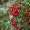 Ilex Aquifolium 'Alaska' -plant store pl2000047811