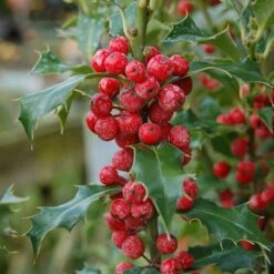 Ilex Aquifolium 'Alaska'