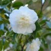 Camellia 'Snow Flurry' 1 Camellia 'Snow Flurry' -plant store pl2000047813