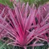 Cordyline Pink Passion ('Seipin') (PBR) 2 Cordyline Pink Passion ('Seipin') (PBR) -plant store pl2000047822