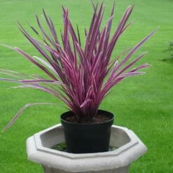 Cordyline Pink Passion ('Seipin') (PBR) -plant store pl2000047822 card3 lg