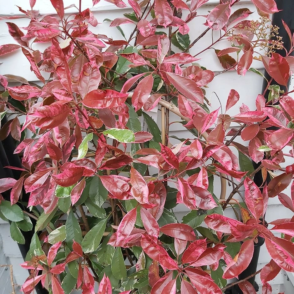 Photinia × Fraseri Louise ('Mclarlou') (PBR) 3 Photinia × Fraseri Louise ('Mclarlou') (PBR)