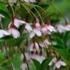 Styrax Japonicus (Benibana Group) 'Pink Chimes' -plant store pl2000047841