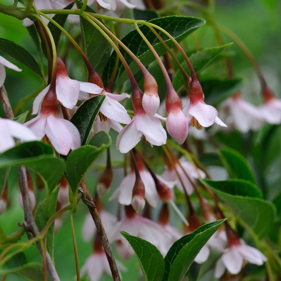 Styrax Japonicus (Benibana Group) 'Pink Chimes' 3 Styrax Japonicus (Benibana Group) 'Pink Chimes'