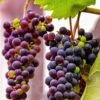 Grape 'Einset Seedless' -plant store pl2000047856