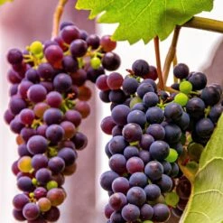 Grape 'Einset Seedless'