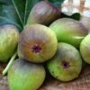 Fig 'Bornholm' -plant store pl2000047857