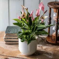 Flamingo Flower Collection 8 Flamingo Flower Collection -plant store pl2000047861 card3 lg