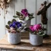 African Violet Collection 1 African Violet Collection -plant store pl2000047862