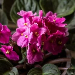 African Violet Collection -plant store pl2000047862 card3 lg