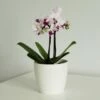 Phalaenopsis 'Alice' 2 Phalaenopsis 'Alice' -plant store pl2000047873
