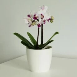 Phalaenopsis 'Alice'