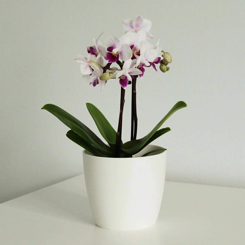 Phalaenopsis 'Alice' 3 Phalaenopsis 'Alice'