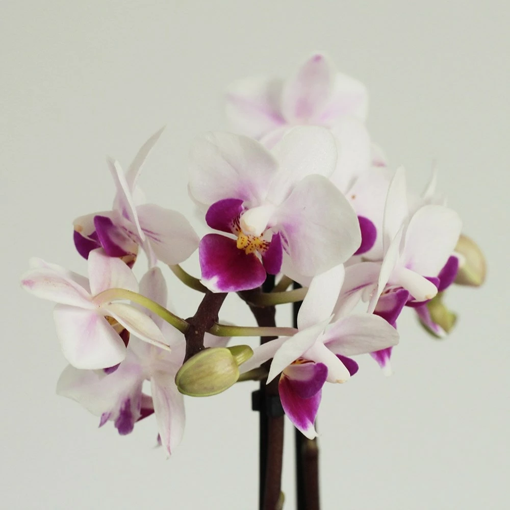 Phalaenopsis 'Alice' 4 Phalaenopsis 'Alice' - Image 2