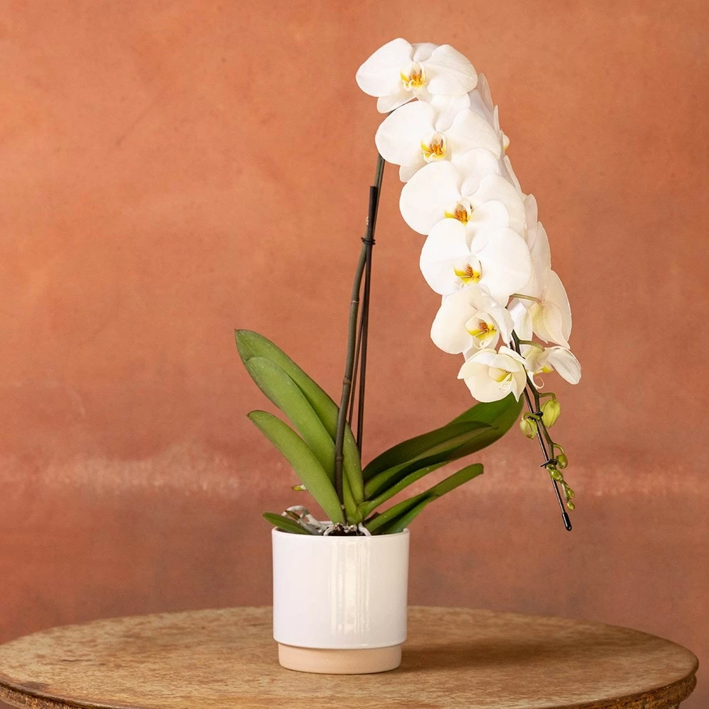 Phalaenopsis 'Formidablo Niagra Falls' 4 Phalaenopsis 'Formidablo Niagra Falls' - Image 2