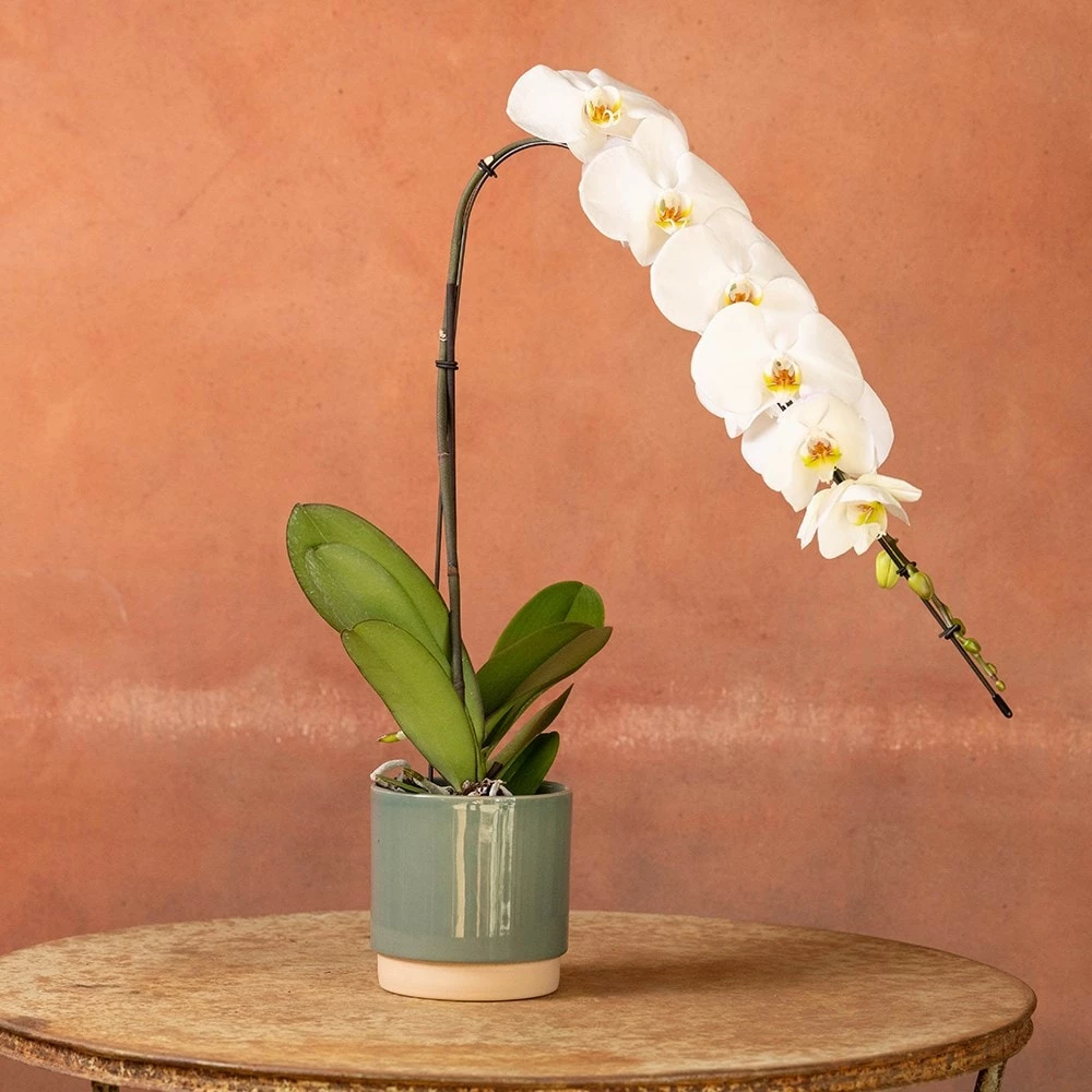 Phalaenopsis 'Formidablo Niagra Falls' 5 Phalaenopsis 'Formidablo Niagra Falls' - Image 3