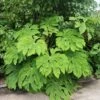 Tetrapanax Papyrifera 'Rex' -plant store pl2000048007