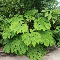 Tetrapanax Papyrifera 'Rex'