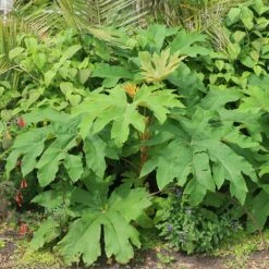 Tetrapanax Papyrifera 'Rex' -plant store pl2000048007 card3 lg