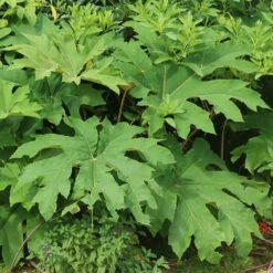 Tetrapanax Papyrifera 'Rex' -plant store pl2000048007 card4 lg