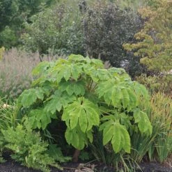Tetrapanax Papyrifera 'Rex' -plant store pl2000048007 card5 lg