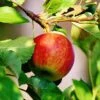 Apple 'Jonagold'