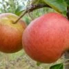 Apple Rubinette ('Rafzubin') 1 Apple Rubinette ('Rafzubin') -plant store pl2000048049