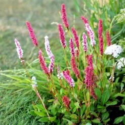 Bistorta Affinis 'Superba'