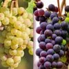Seedless Dessert Grape Collection 2 Seedless Dessert Grape Collection -plant store pl2000048162