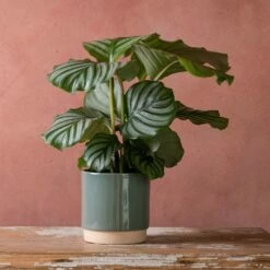 Goeppertia Orbifolia -plant store pl2000048186 card3 lg