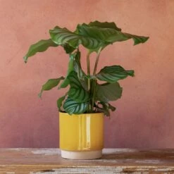 Goeppertia Orbifolia -plant store pl2000048186 card5 lg