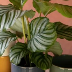 Goeppertia Orbifolia -plant store pl2000048186 card6 lg