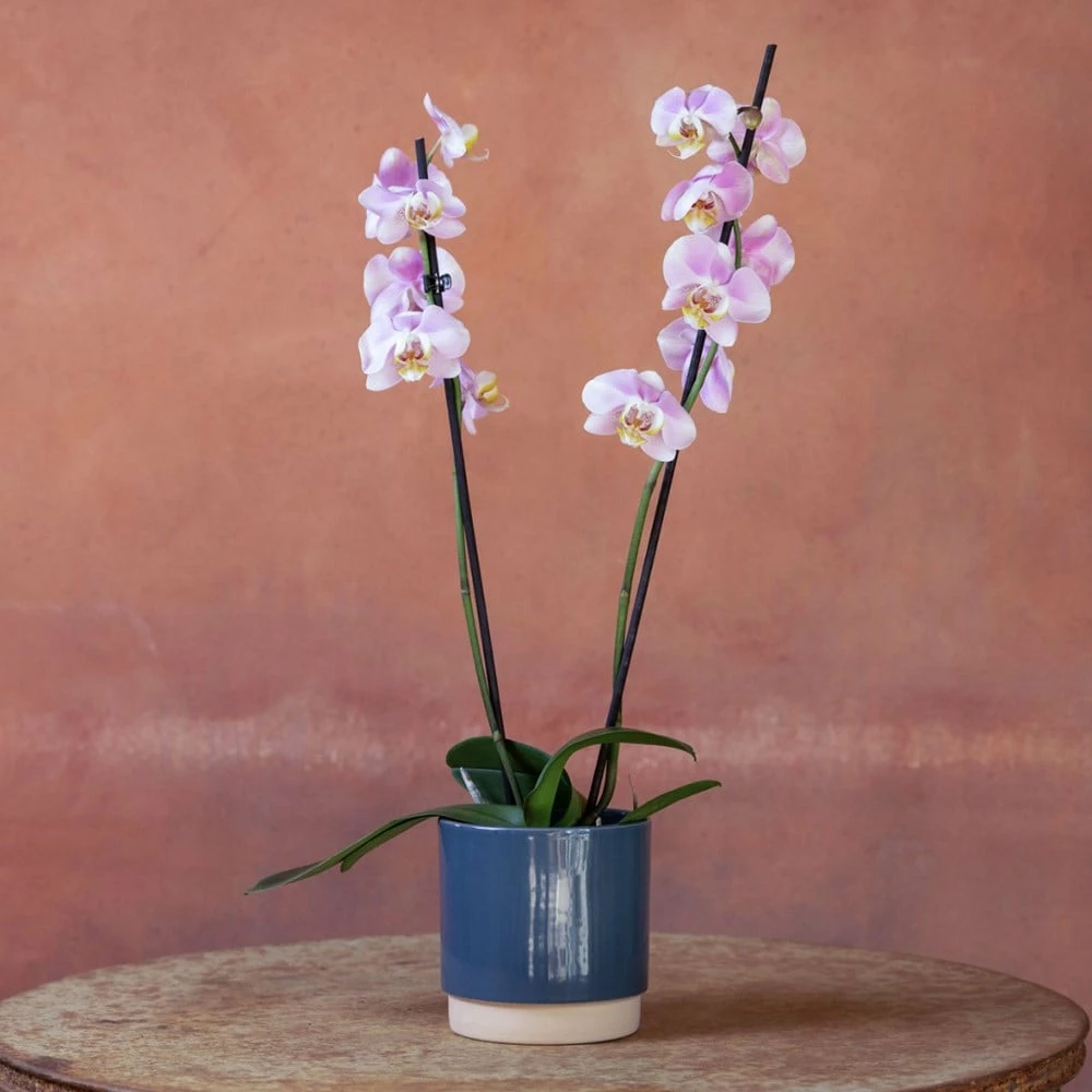 Phalaenopsis 'Pink Clouds' 6 Phalaenopsis 'Pink Clouds' - Image 4