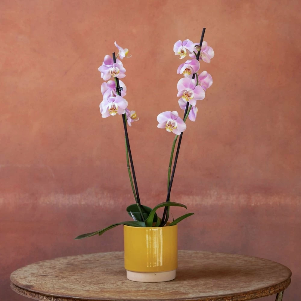 Phalaenopsis 'Pink Clouds' 7 Phalaenopsis 'Pink Clouds' - Image 5