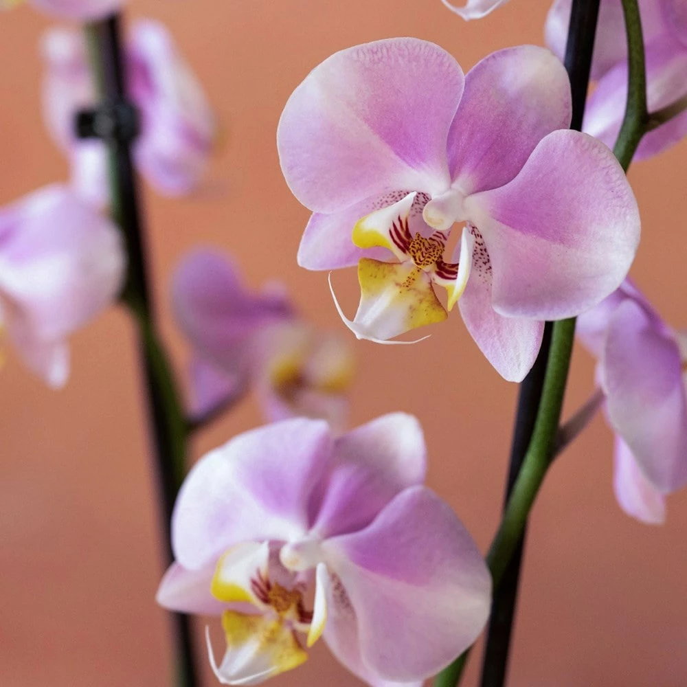 Phalaenopsis 'Pink Clouds' 8 Phalaenopsis 'Pink Clouds' - Image 6